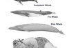 Whale Comparison Chart