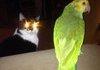 God Dammit Kitty! !