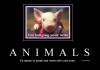 Cute Animals