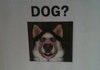 lost dog