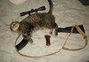 Cats are now illegal