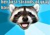Lame Pun Coon
