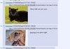Enter Cat Sandman