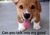 Lazy Ear