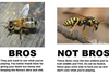The bros of nature and the not bros!!