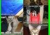 Lol Cats Compilation