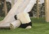 pandas just wanna have fun