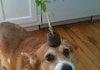 when you need a pot but don't have one