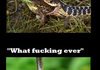 Some species could not give a shit