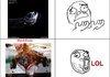 Fish Memes!