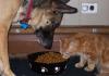 I can haz ur food?