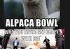 Animal comp 2