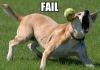 Failure Dog