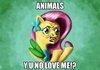 Animals!