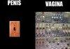 Penis vs Vagina