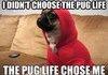 PUG LIFE MOTHER FUCKER