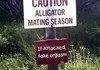 Watch out for them Alligators