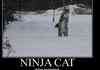 Ninja cat