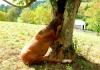 horse stuck in tree