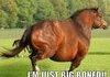big boned