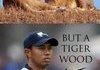 Tigers