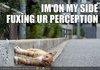 Perception cat