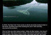 Whale feels
