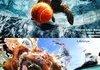 Dogs Fetching Underwater!