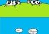 Cows