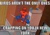 spider shit