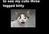 Read Description (Three legged kitty)