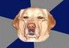 Racist dawgs gonna hate.
