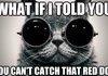morpheus cat