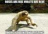 Romantic Sloth