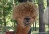 Afro lama