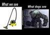 what dogs see