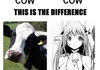 Cows
