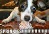 i love sprinkles