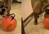 Food!