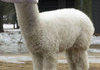 lol alpaca longcat