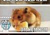 Nom nom nom
