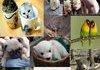 Cute animals to put a smile on your face