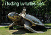 i fucking luv turtles meh