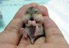 cuter than cute.