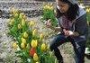 Tulip, Y u do dis