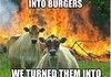 Cow comp