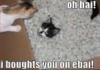 ebay cat