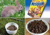 Nesquick Cereal