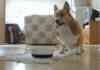 Happy Om Nom Nom Dog