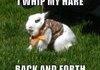 Oh bunny